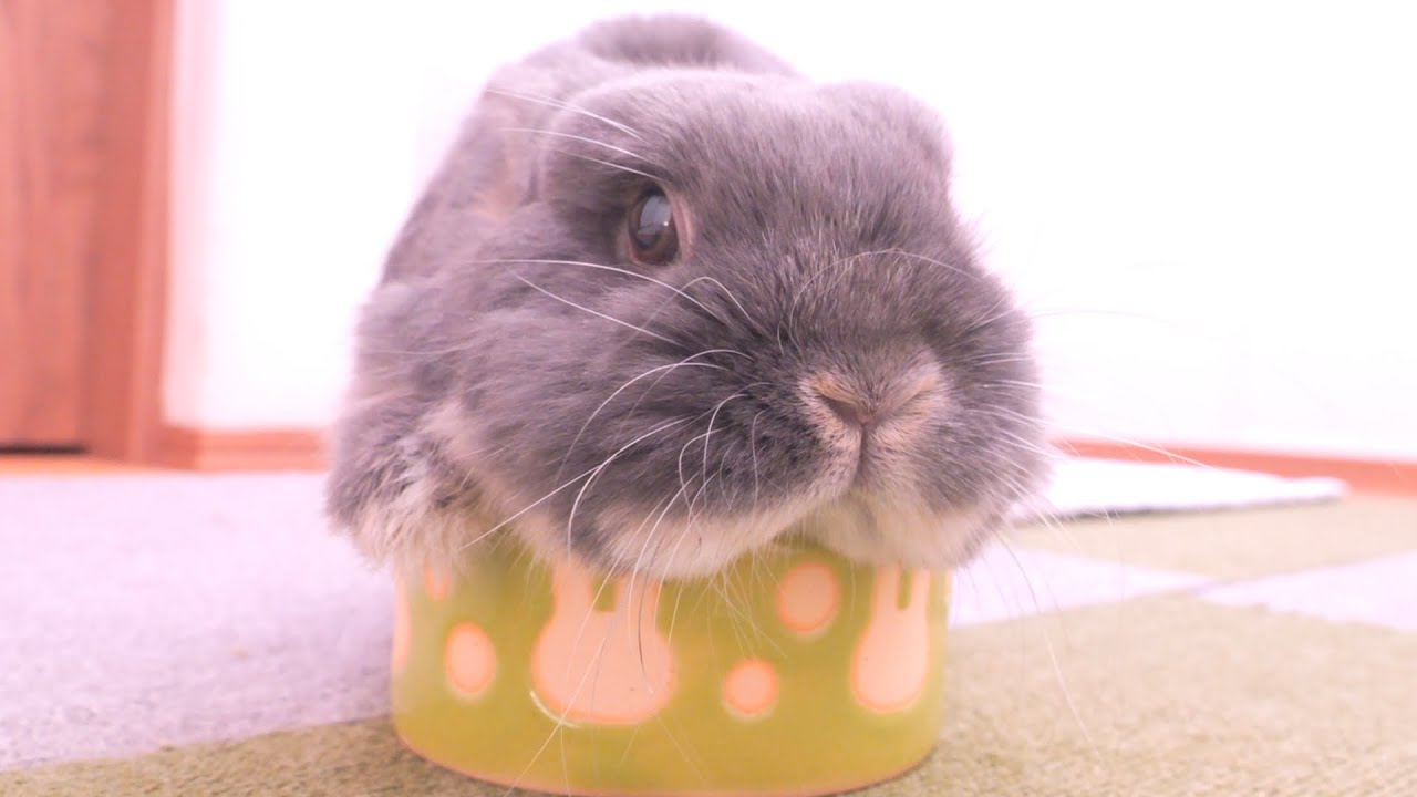 ご飯が待てなくて「食器に入ればすぐ出てくる」と思ってそうなミミが可愛かった【No.1655】