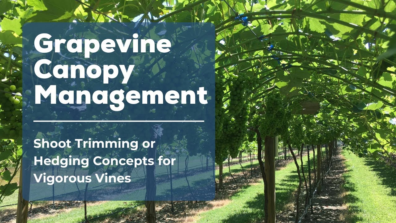 Shoot Trimming or Hedging Concepts for Vigorous Vines
