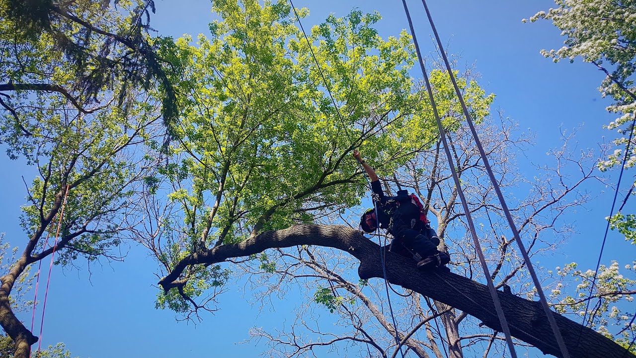 Tree on a crazy lean, backyard removal