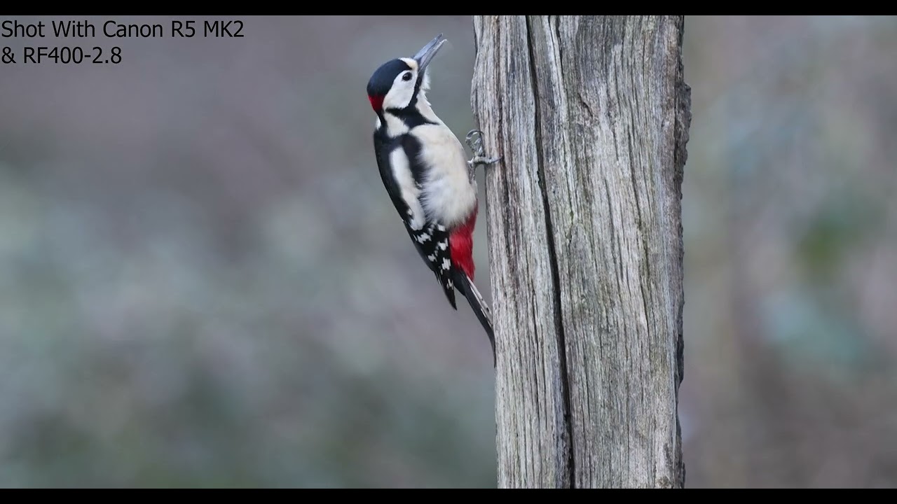 Winter at Leeds Wildlife Hide