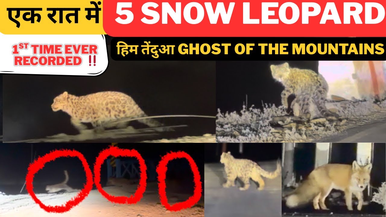 एक रात में 5 Snow Leopard‼️1st Time Ever Record In Uttarakhand 3 हिम तेंदुआ