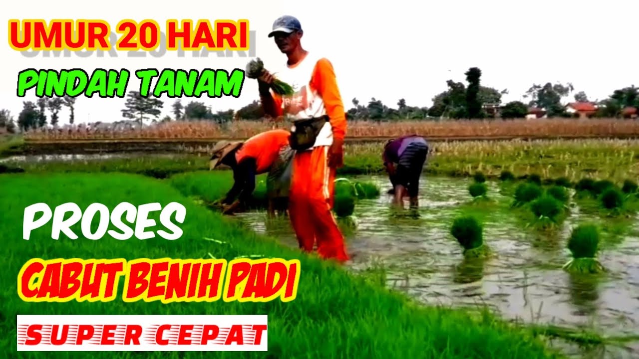 CARA CEPAT CABUT BENIH PADI || FAST WAY TO EXTRACT THE GRAIN