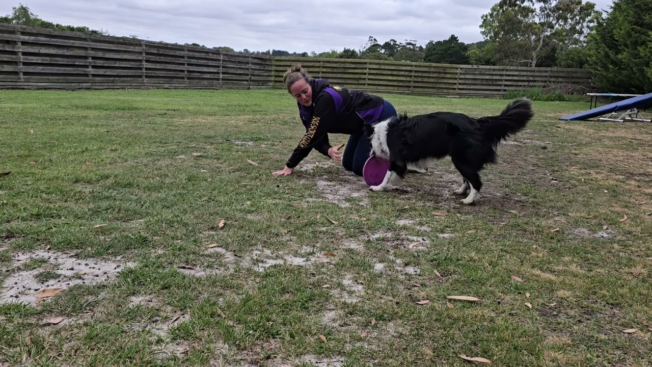 Canine Disc - Floaters