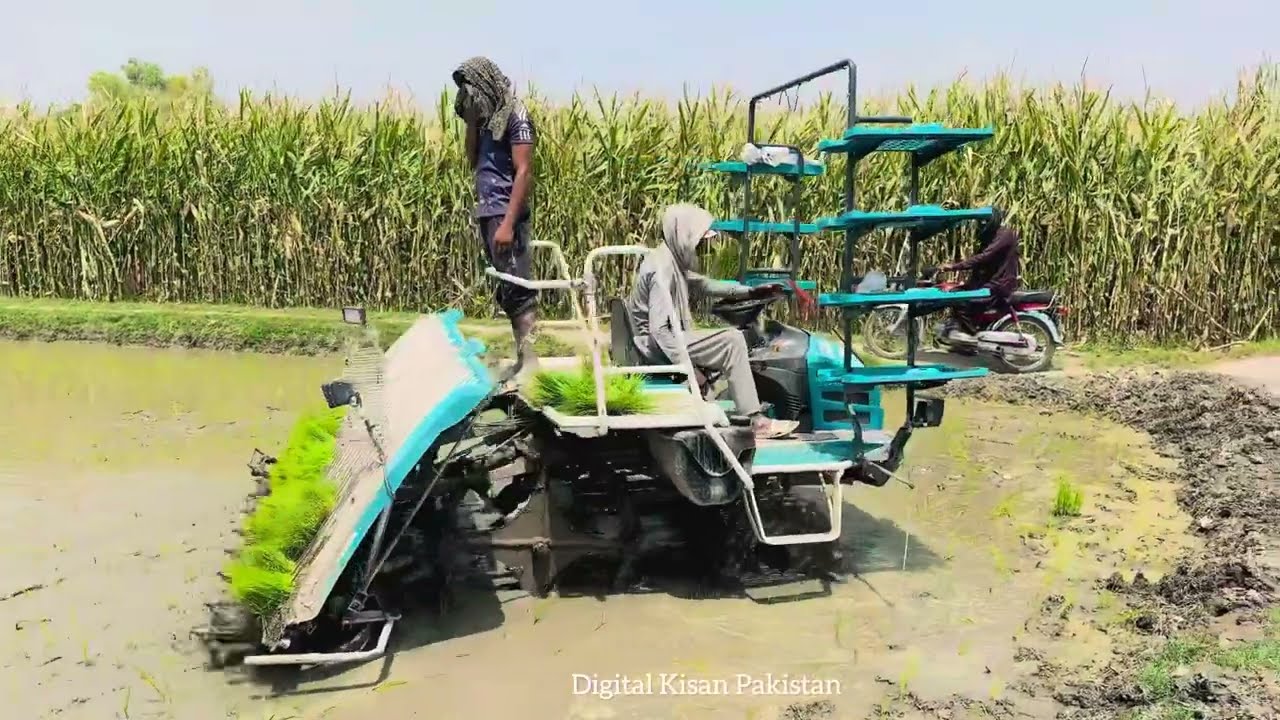 Kubota Rice Planter! Revolutionising Rice Farming