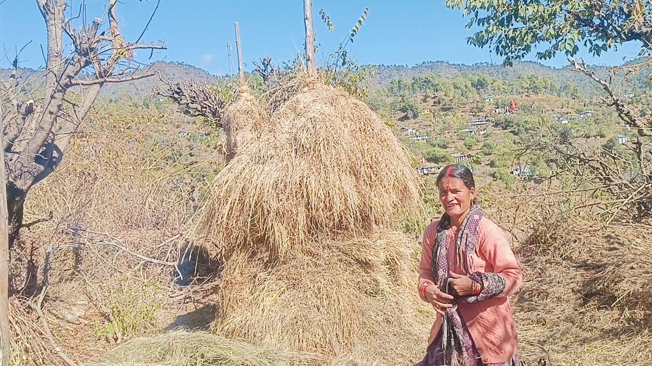आज चाची लोग आए हमारे घर घास सारने 🌿#