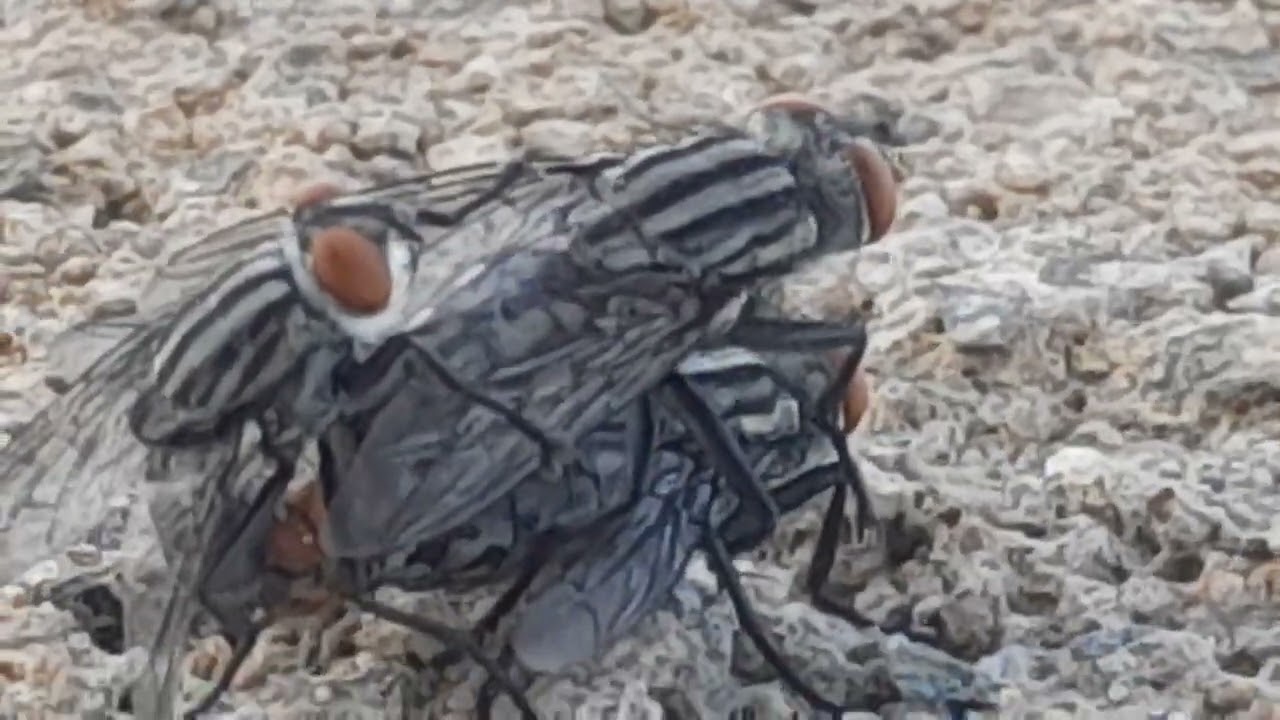 house fly  mate  on camera ( part 5)