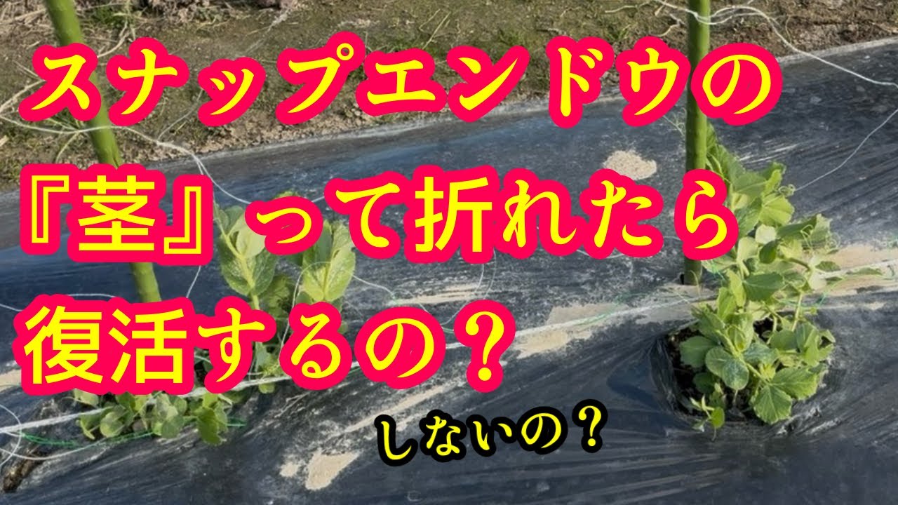 【スナップエンドウ】聞いてスッキリ！スナップエンドウの茎やツルは折れても復活するの？この動画で解決します。