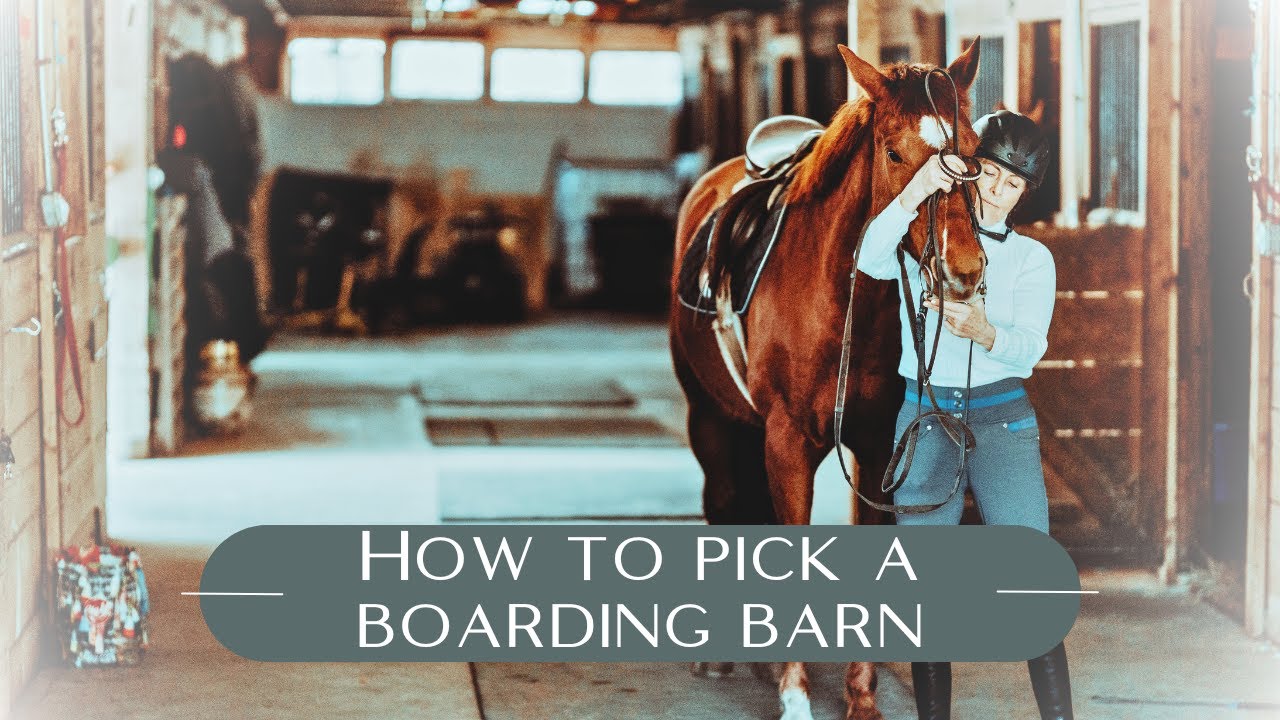 Horse boarding : Be sure you make the right decision