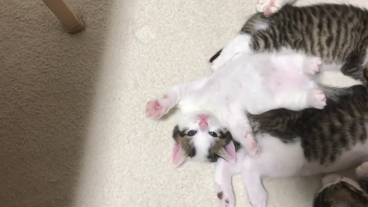 寝落ちする前の仕草が超ド級の可愛さの子猫