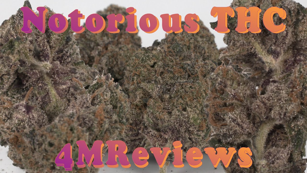 Notorious THC🎤Hits All the Right Notes | Minnesota Medical Marijuana Review | Rise &Shine
