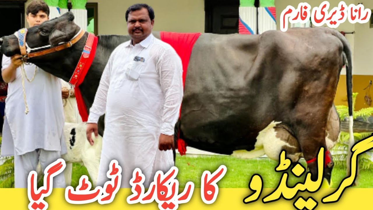 Rana Dairy Farm | Garlando cow And Australian cows | White American cows | 27 July 2023