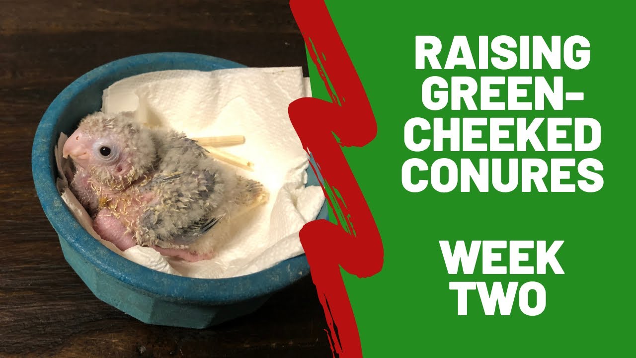 Hand Raising Green-cheeked Conures - Week 2