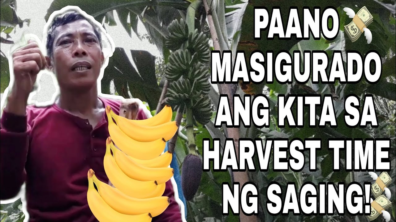 TIPS AND IDEAS SA PAG AALAGA NG SAGING 90 DAYS BAGO ITO ANIHIN | BANANA FARMING | TRES PLANTERS