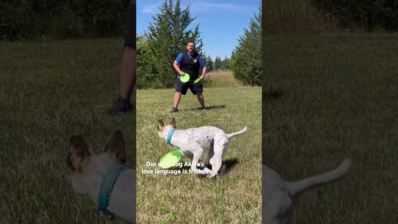 What&rsquo;s your dogs? #frisbeedog #rescuedog #deafdog #dogshorts #frisbee #dogtraining #happydog