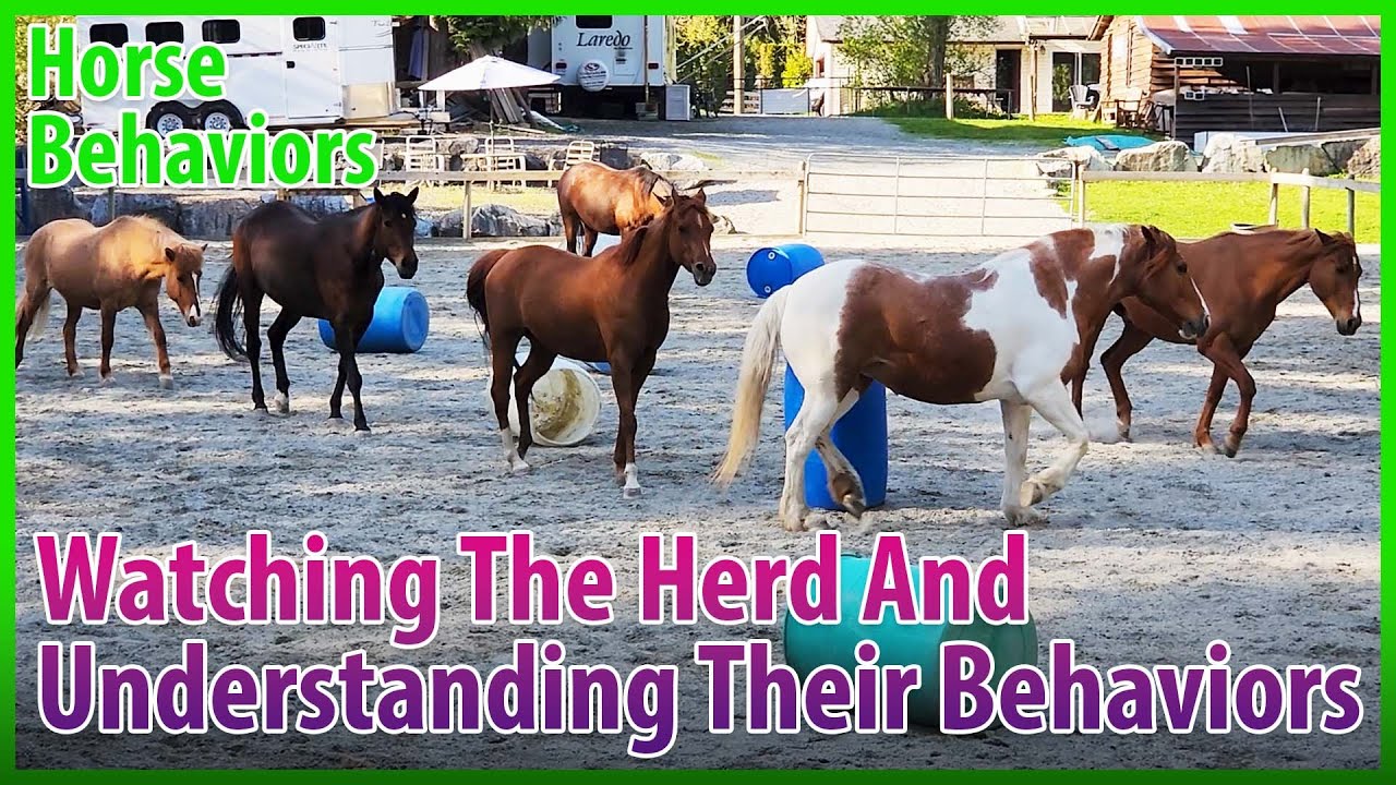 Horse Behavior Breakdown : Joka Is The Boss!