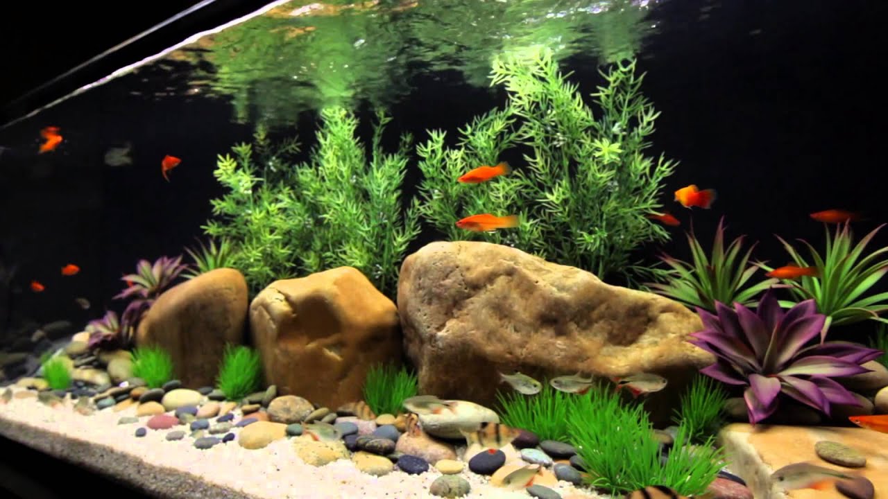 Satellite Freshwater LED+ Aquarium Light Fixture with Wireless Control