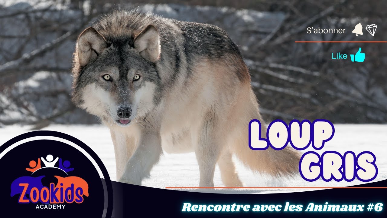 Rencontre avec les Animaux 6 | Loup Gris | Animaux sauvages | éducation pour enfant