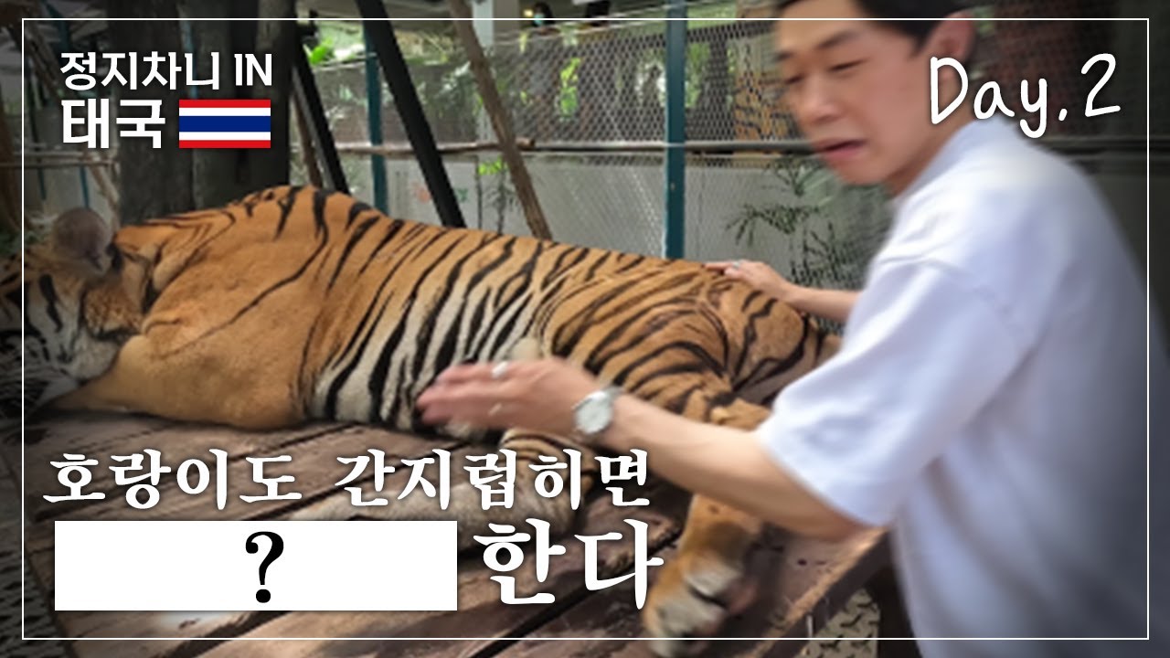 진짜 호랑이 우리에 직접 들어가봤다 [EP.02] 세계여행 태국 파타야여행