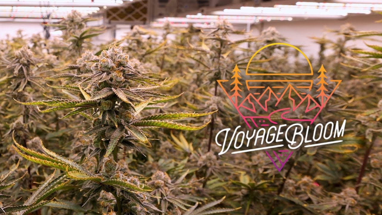 Inside Voyage Bloom: A Premium Look at Michigan&rsquo;s Top-Tier Cannabis Facility