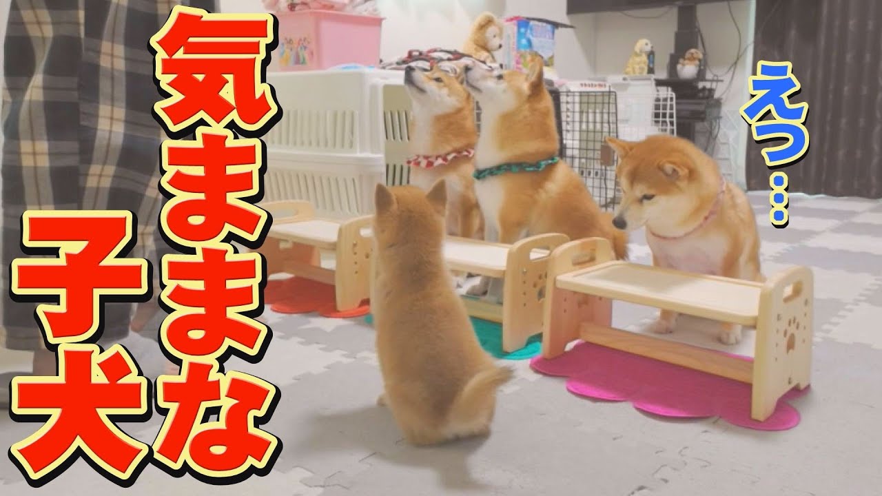 自由奔放すぎる子犬の行動が可愛すぎて、癒されました