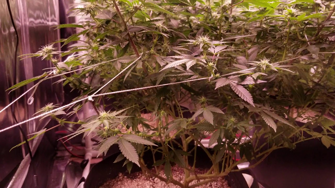 Apelila 8000 watt led grow 3 weeks