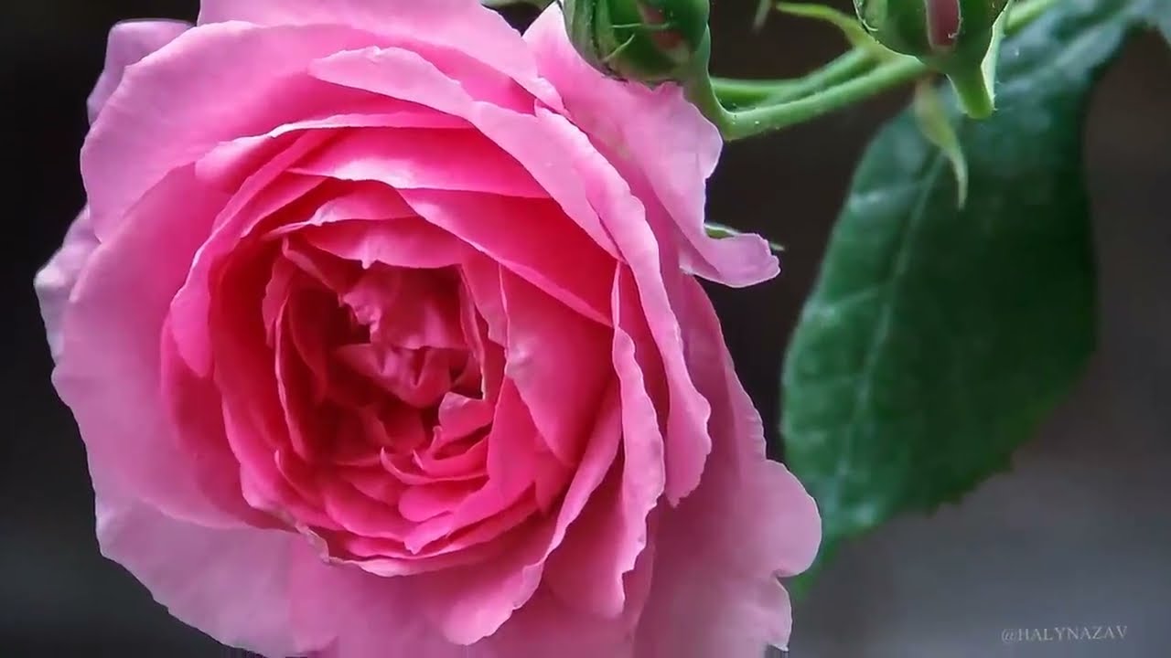 Hе та ружа, що за садом