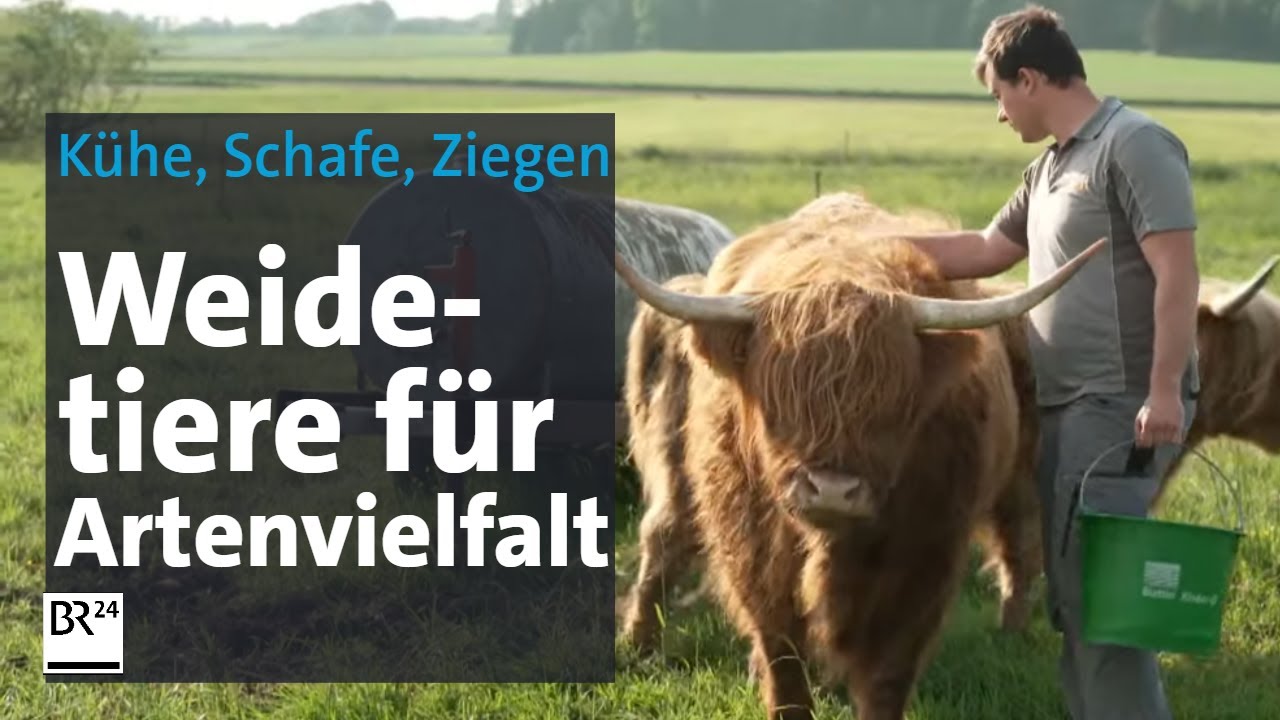 Tierhaltung: Artenvielfalt dank Weidetieren | Abendschau | BR24