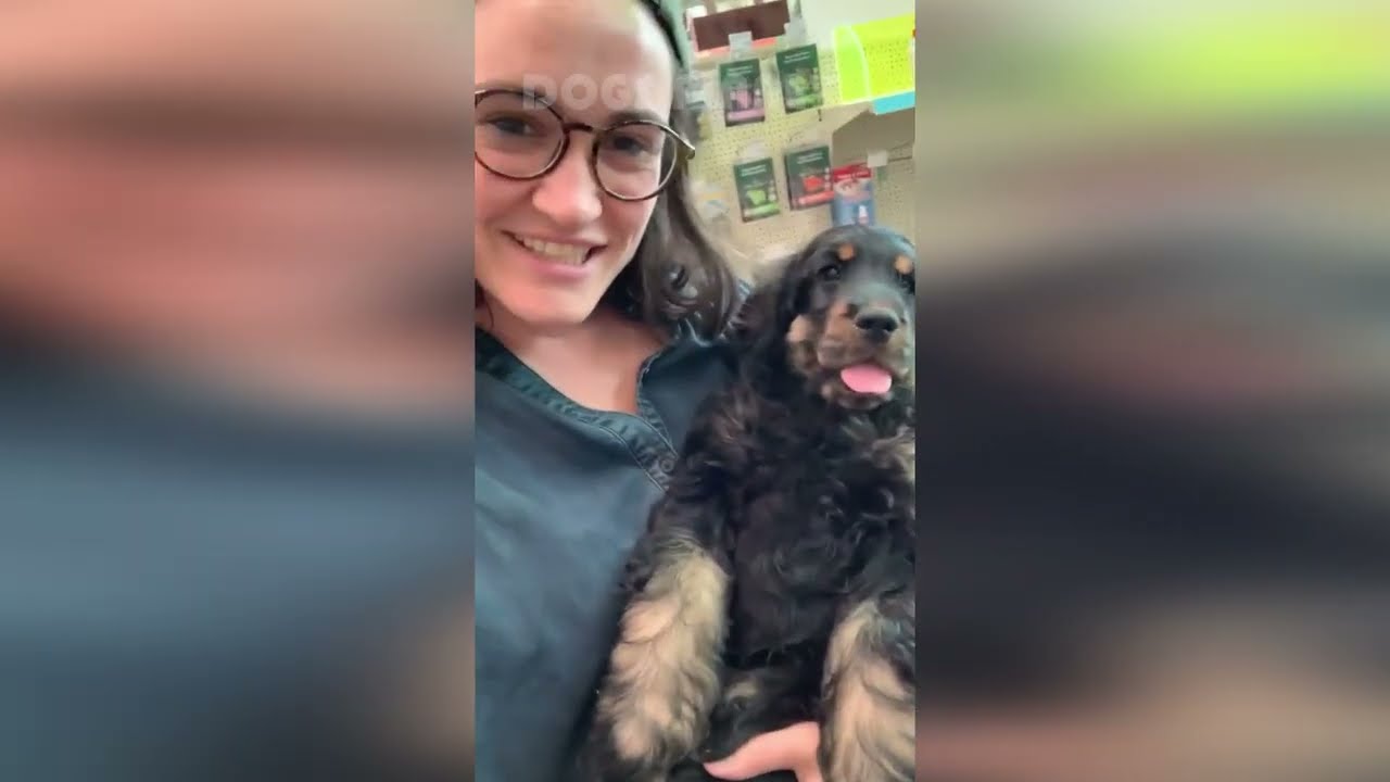 🐶🤯 Невероятные собачьи неудачи, от которых вы будете смеяться до слез! 😂🐾