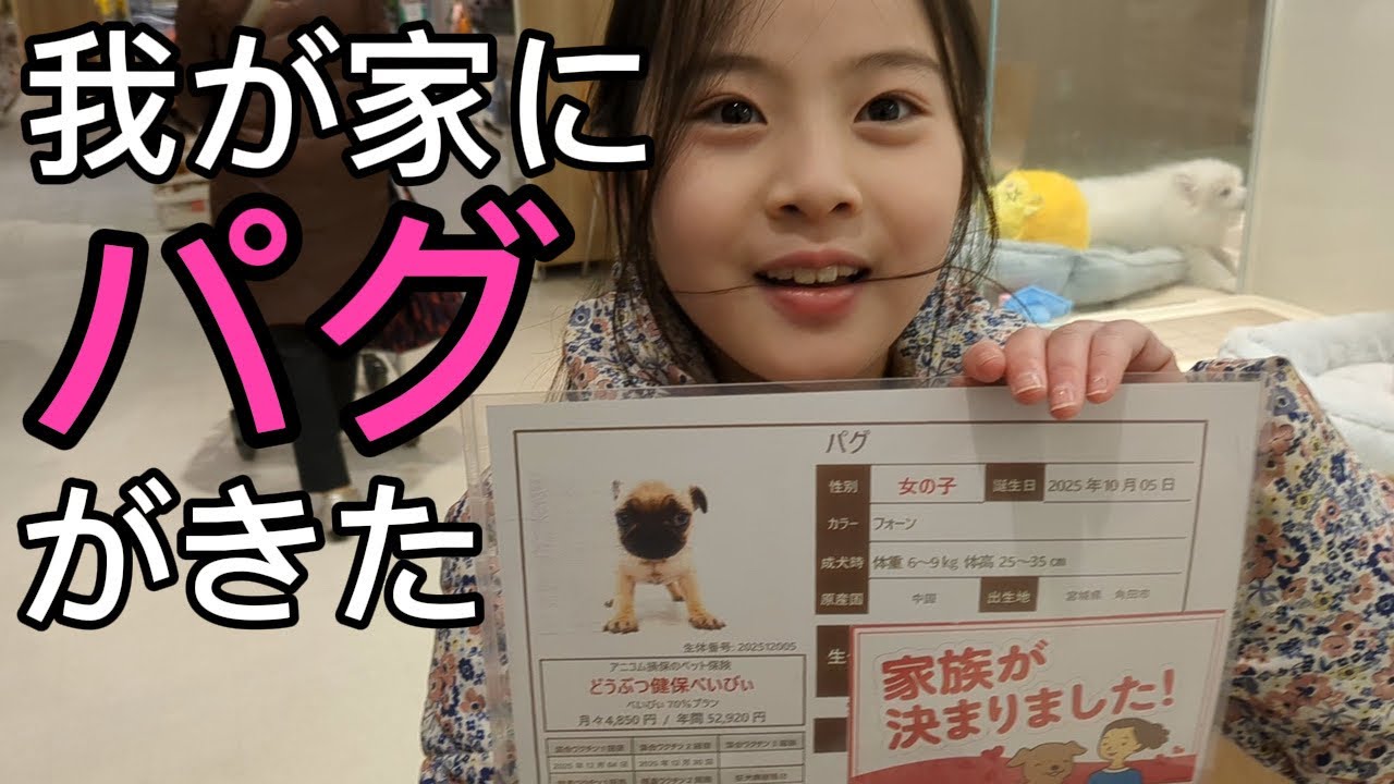 女の子のパグすにちゃんを迎えに行く日【子犬0歳パグ】