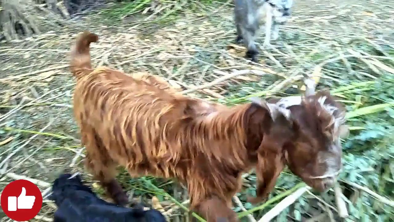 Goat Farm||Goat Produce 25 Liter/day||Milking Goats DDP Breed