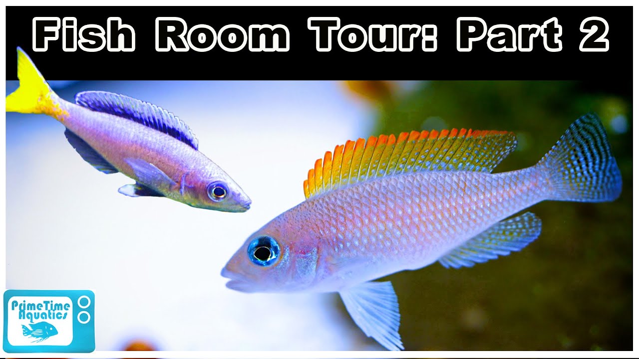 Fish Room Tour 2020: Part 2 - More AWESOME Shell Dwellers, Cichlids, Plecos and Shrimp!