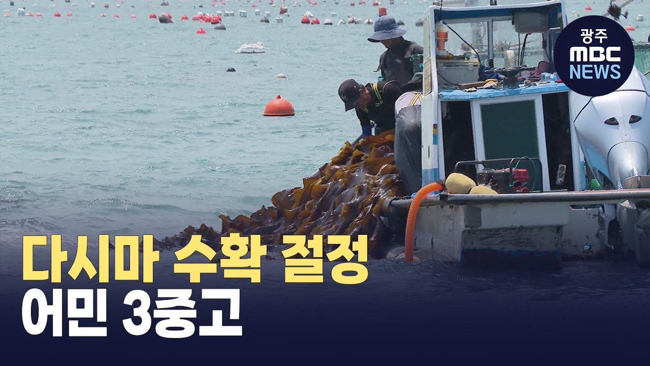 다시마 채취 한창이지만.. 인력난 등 3중고 (뉴스데스크 2023.6.30 광주MBC)