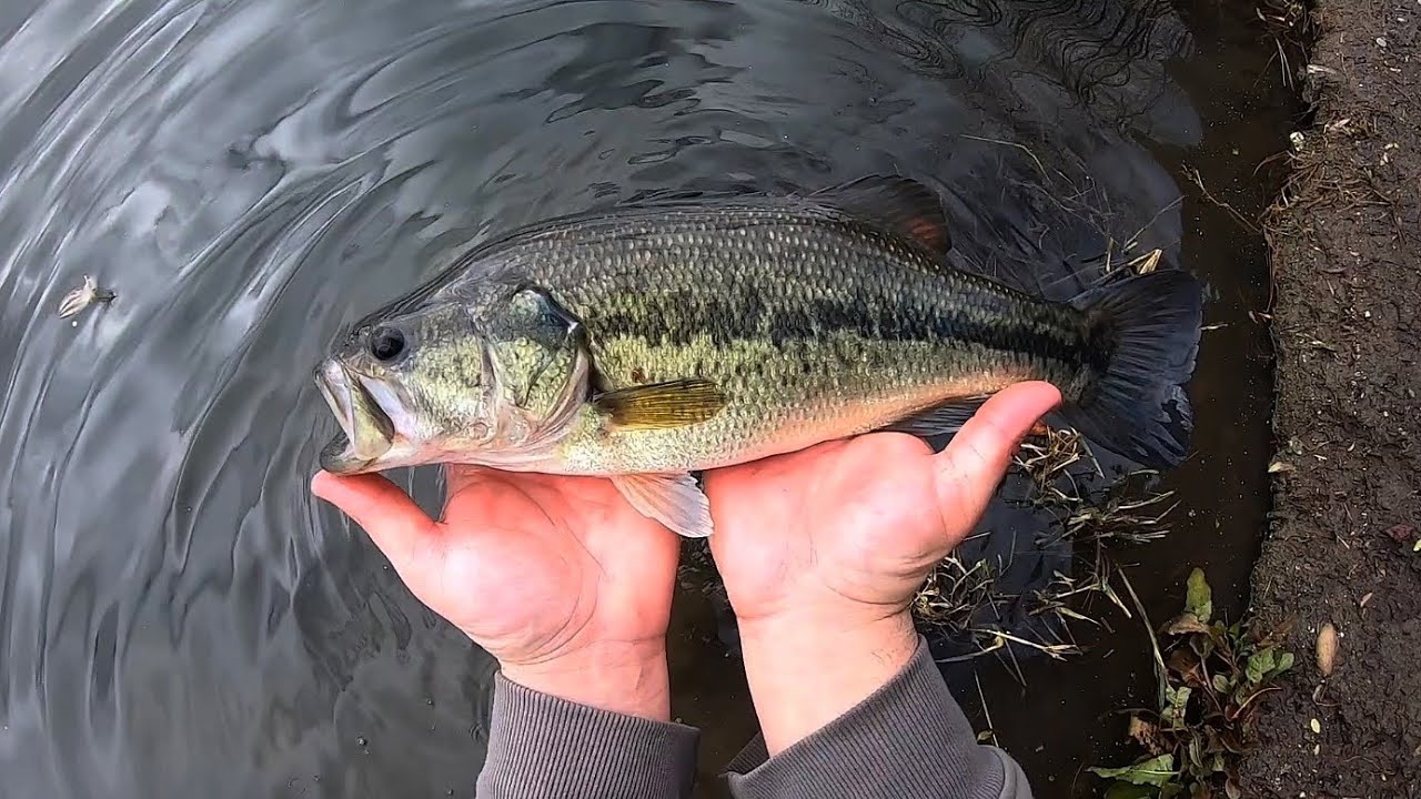 Bass Fishing w/ a Rooster Tail Spinner!!