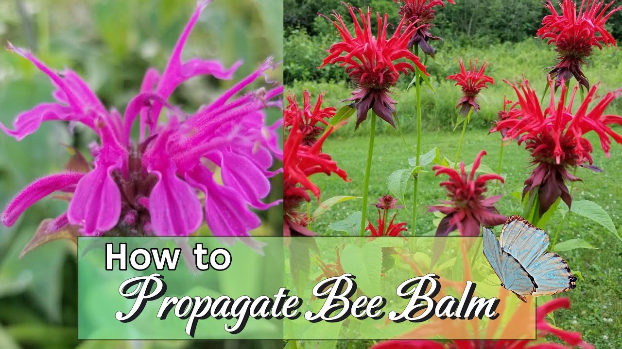 How to Propagate Bee Balm 🌿 Easy Garden Cuttings That Root Fast!