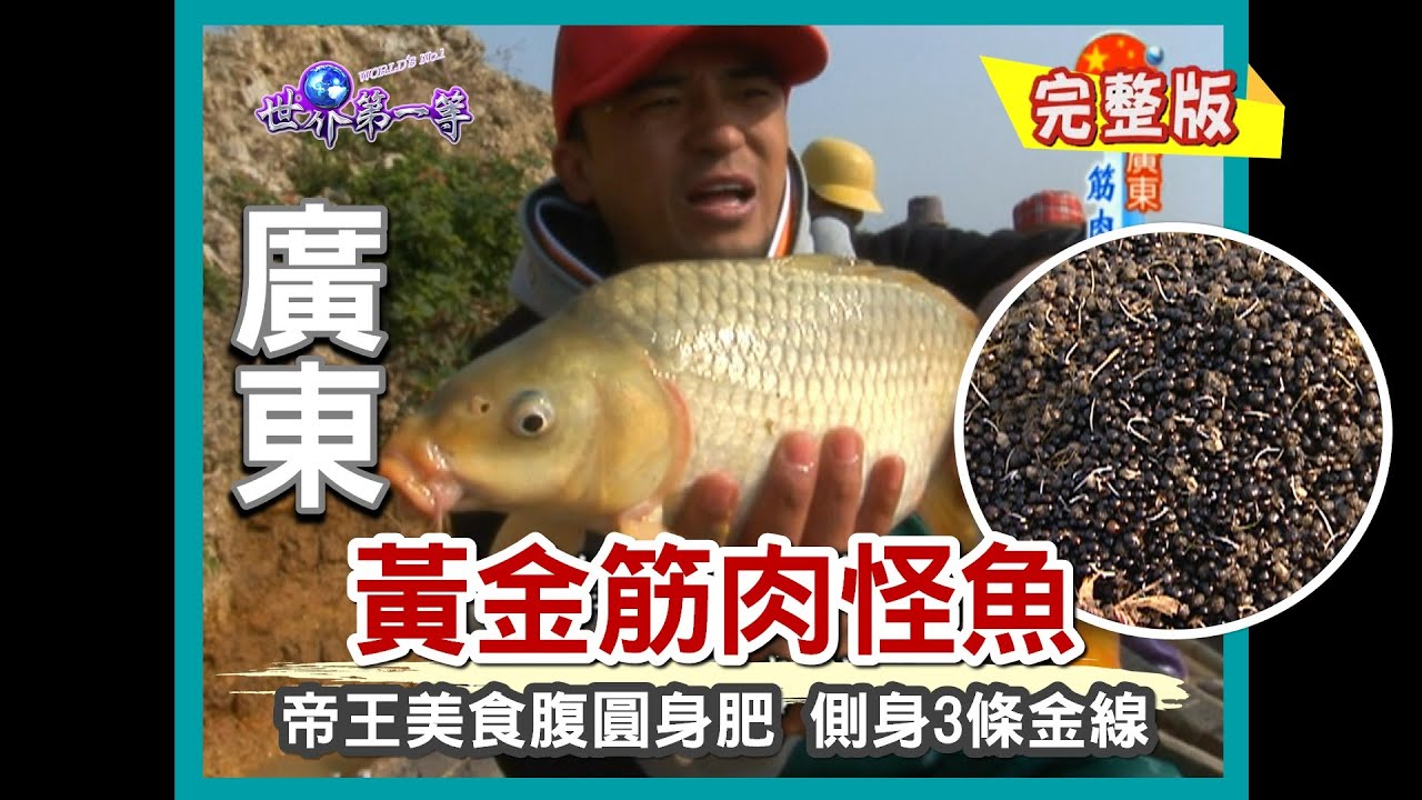 【廣東】奇葩食物大蒐羅 湖面搏鬥帝王級筋肉怪魚（水羊屎／海牛奶大肥蠔／波霸 裹蒸粽）｜《世界第一等》343集小馬完整版