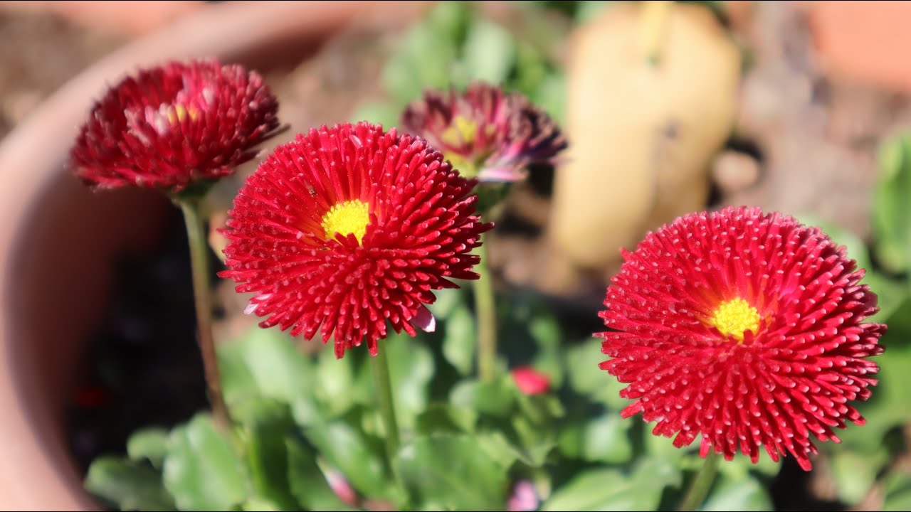 Cómo cuidar de la Margarita Pompón - Bellis perennis monstrosa - Coquetas - Margarita de los prados