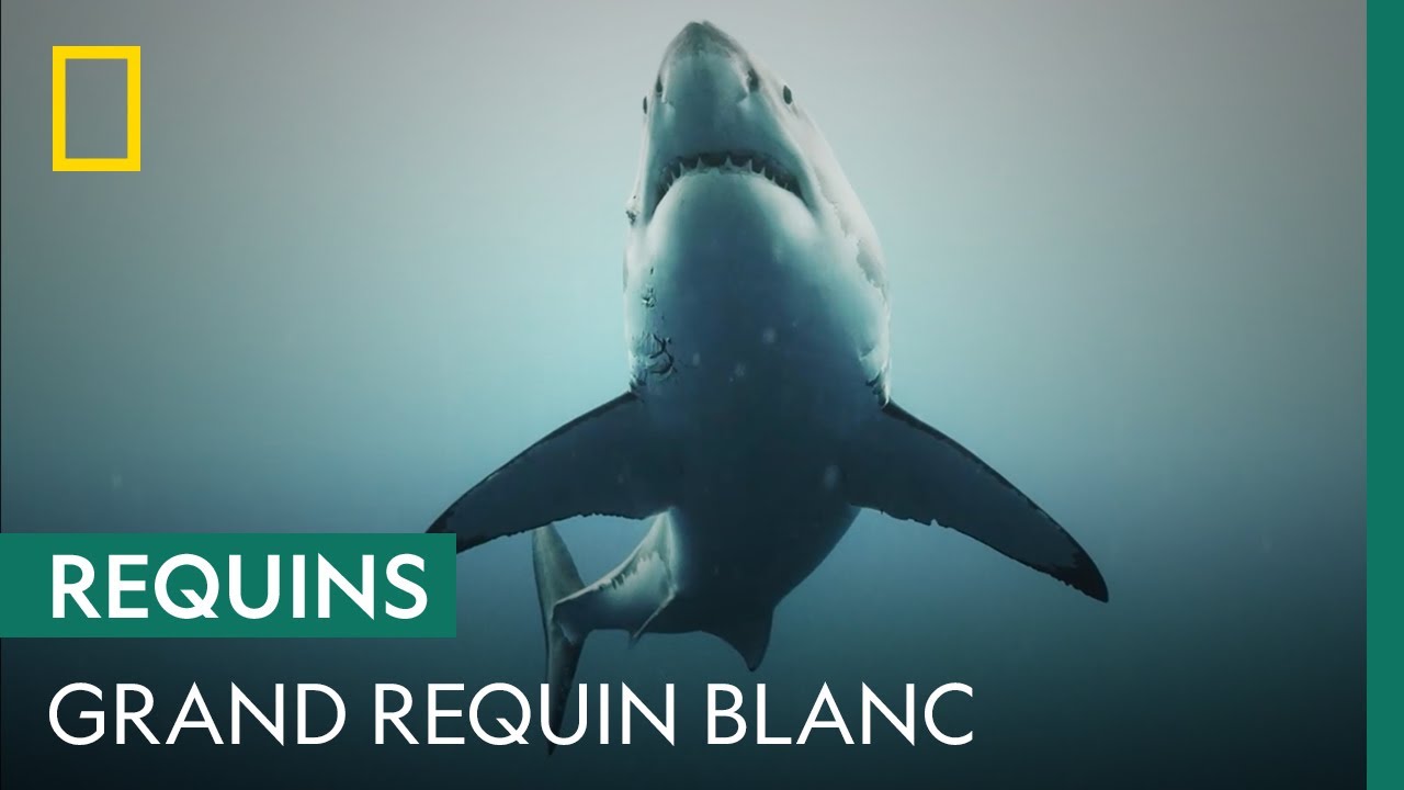 Explications scientifiques sur les attaques de grands requins blancs | SHARKS ATTACK !