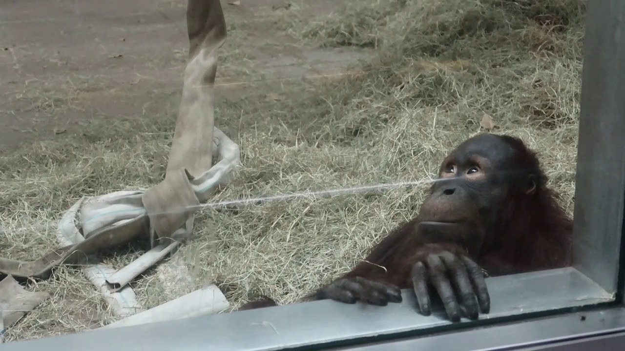 ハヤト公開前屋内訓練中　とべ動物園　オランウータン