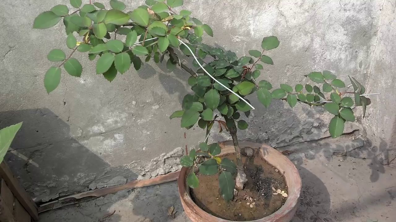 How To Rose Grafting | Rose Grafting Techniques | Bud Grafting Part-1 (Urdu/Hindi)