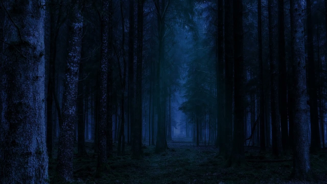 Forest Night Ambience 🌙 Relaxing Nature Sounds for Sleep