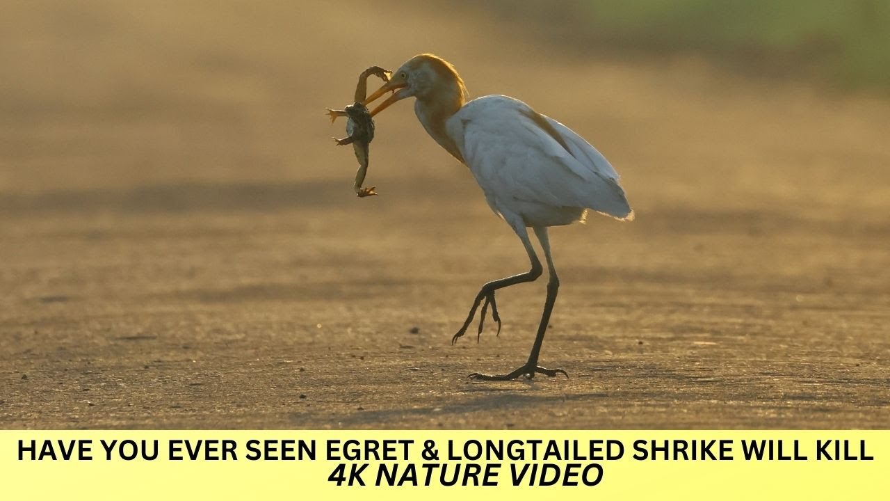 Egret & Long Tailed shrike with kill  & SHIKARA . MARSH HARRIER HOVERING FOR PREY MIGRATORY BIRD ETC