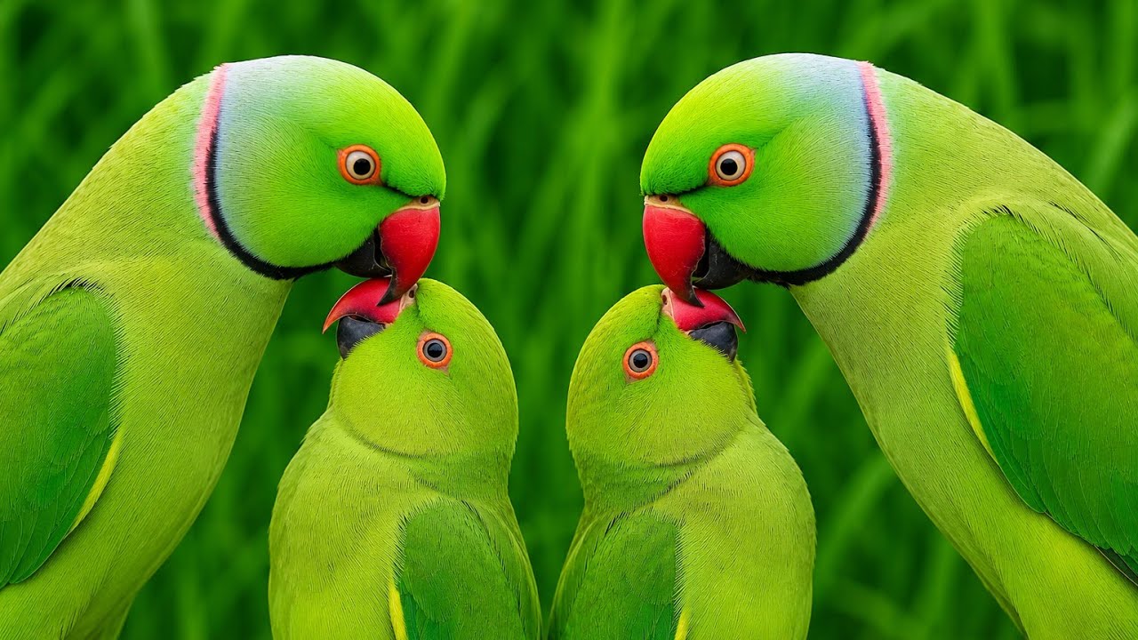 Amazing Parrot Sounds | mitthu ki awaaz | parrot voice| Tanishu Singh Miniature | #parrotsound 