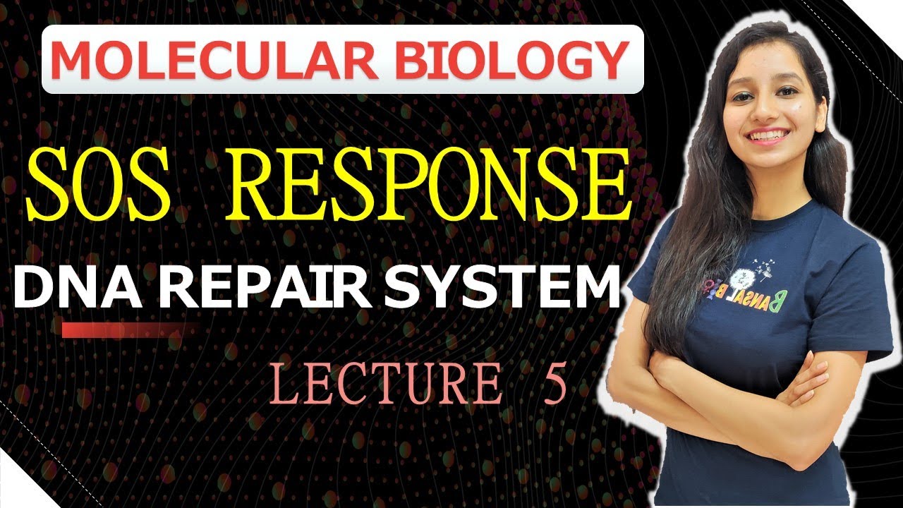 SOS RESPONSE DNA REPAIR LECTURE 5 |Molecular Biology| Dna Repair System