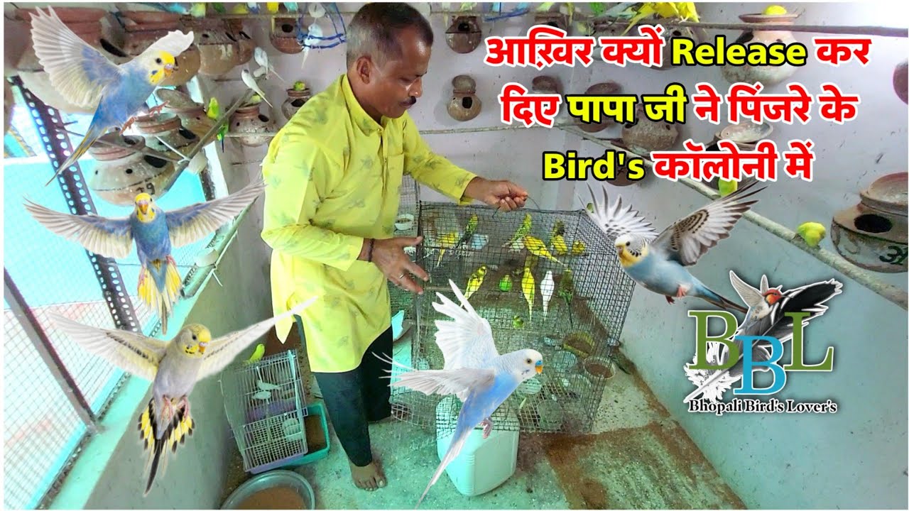 Bird's release kar diye// ab kya hoga// bhopali Bird's Lover's #bhopalibirdslovers #exoticbird