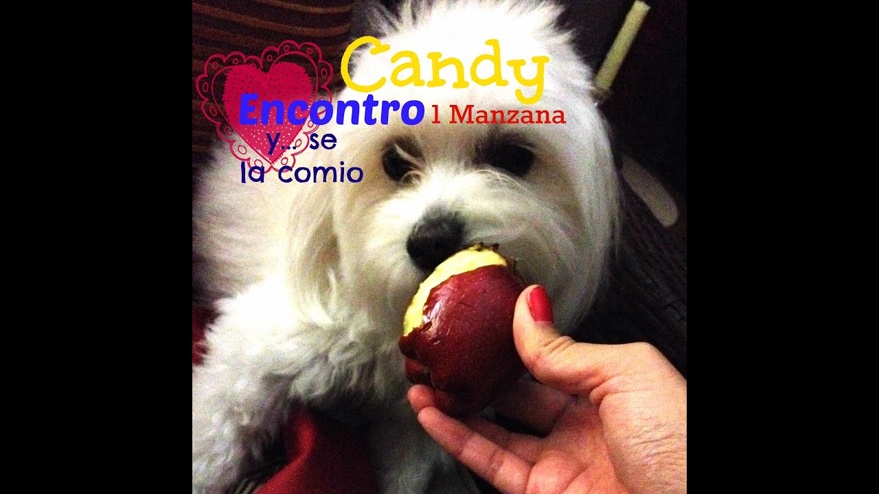 snack para perros, Manzana