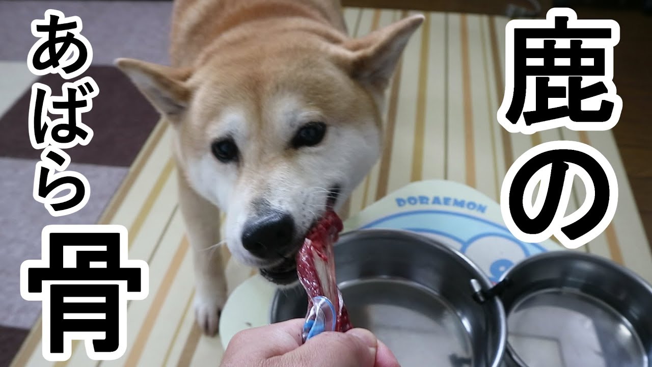 柴犬小春　耳を寝かせて野性炸裂！血の滴る鹿のあばら骨【ASMR】Koharu goes wild over Venison Ribs!