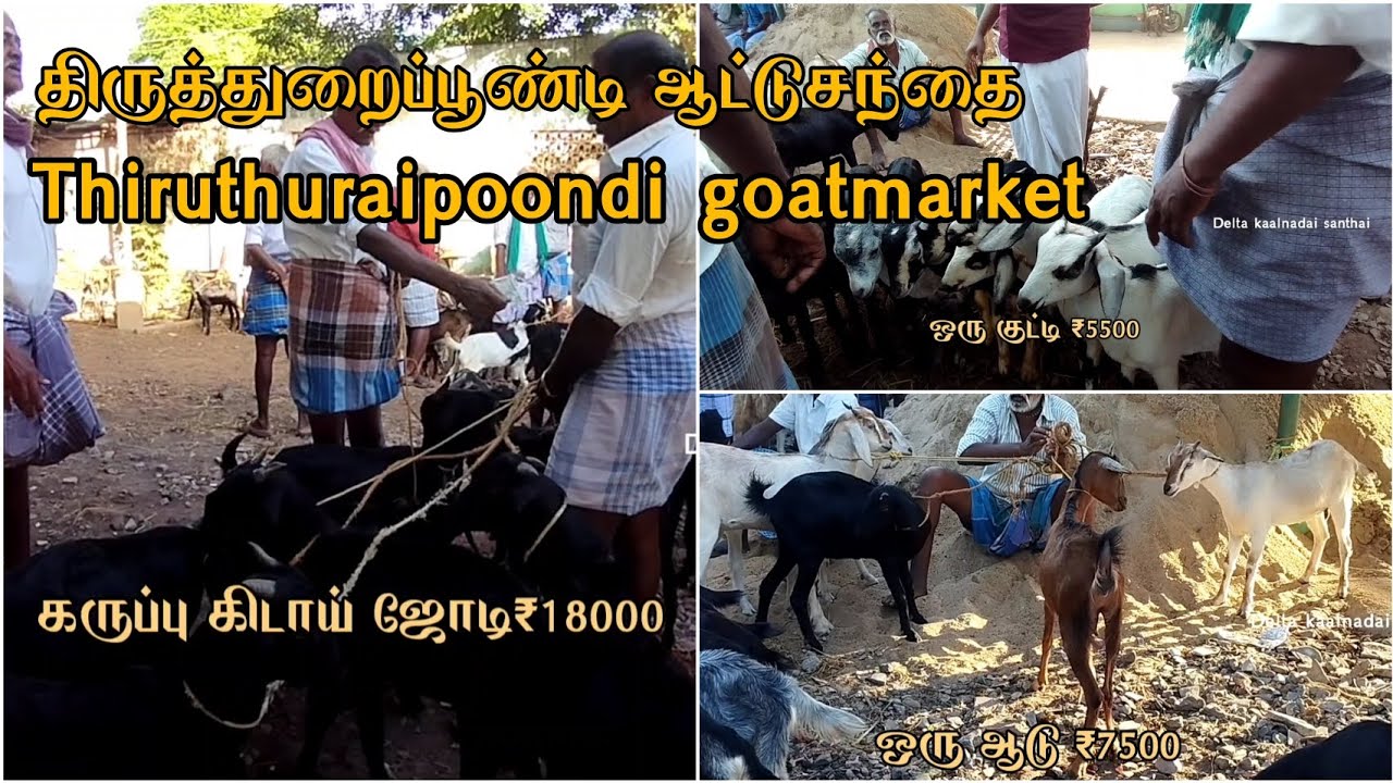 திருத்துறைப்பூண்டி ஆட்டுசந்தை|Thiruthuraipoondigoatmarket|#thiruthuraipoondi@Deltakaalnadaisanthai