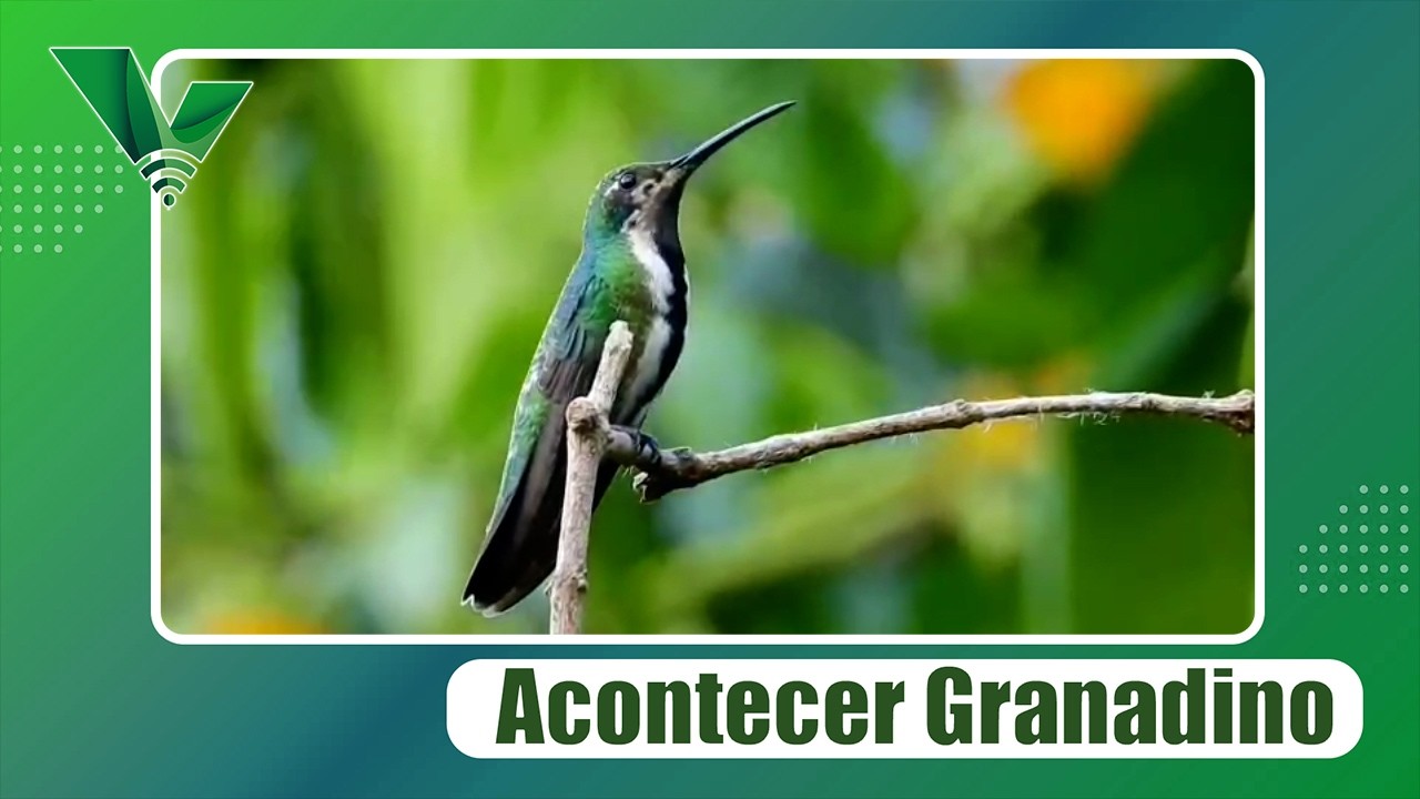 Pajariando con Johnnie - Colibríes en Colombia