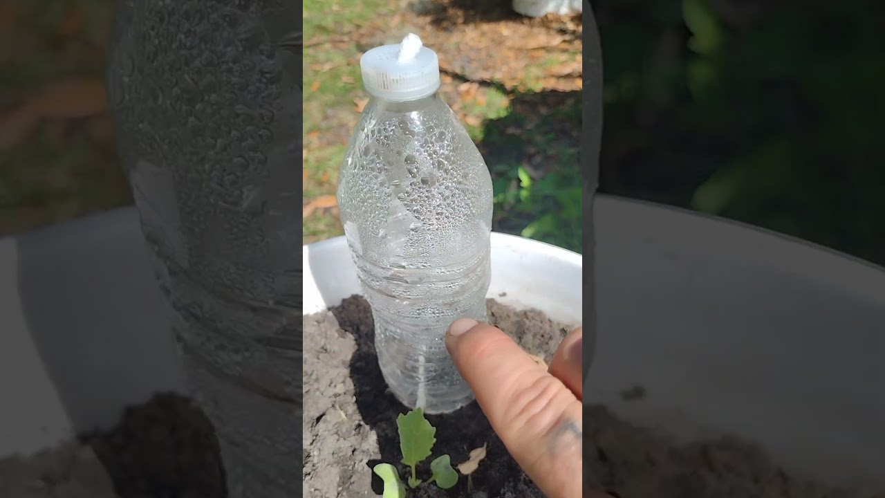 the q-tip and recycle water bottle watering hack really works