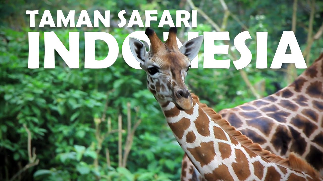 Taman Safari Indonesia Berawal Dari Sirkus Keliling